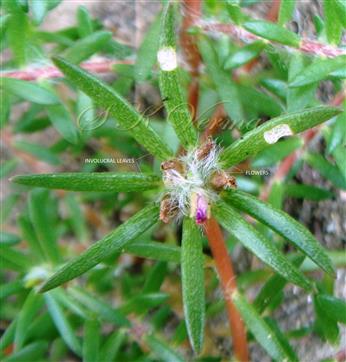  Inflorescence (Cymose) subtended by involucral leaves